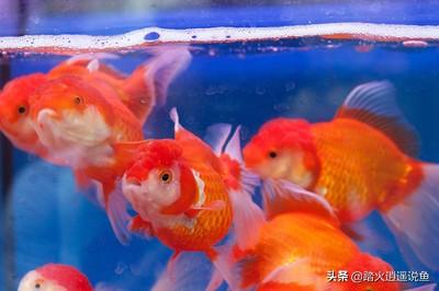 无背鳍狮子头金鱼:狮子头金鱼为什么侧着游？