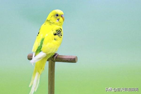 虎皮鹦鹉与大头鹦鹉有什么区别,分别都有哪些品种？