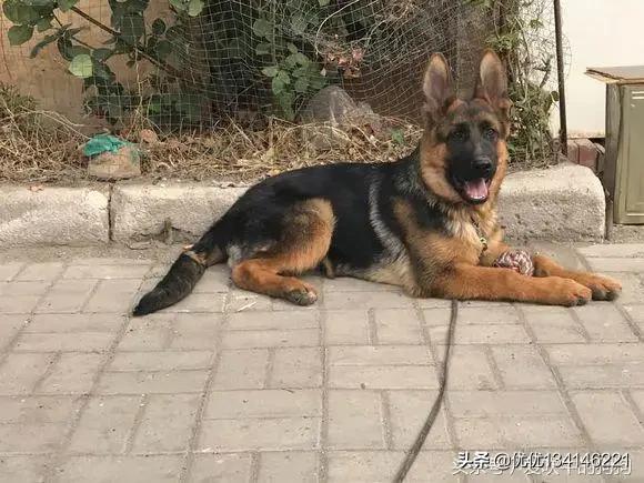 黑背犬图片:什么地方卖纯种德国黑背狗？