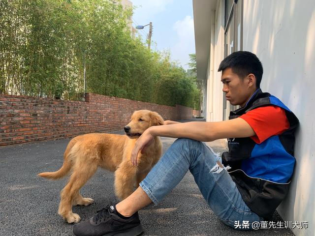 徐州有金丹犬吗:金毛犬在乡下会发生什么事？