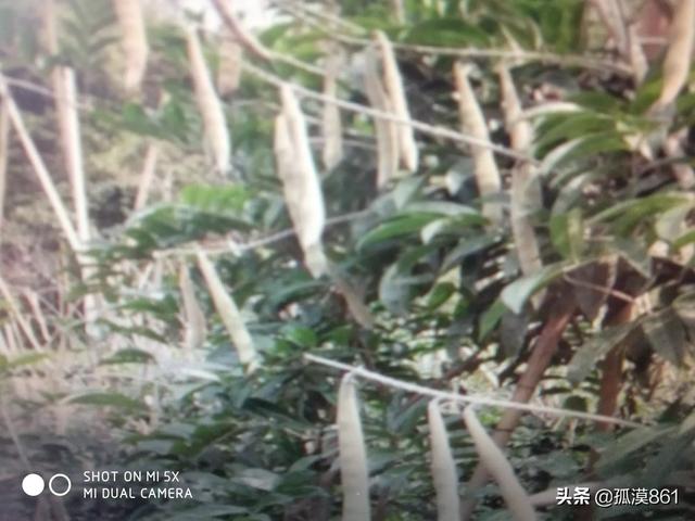 素力高海藻粉型号规格:种植三年牛大力施什么钾肥好？