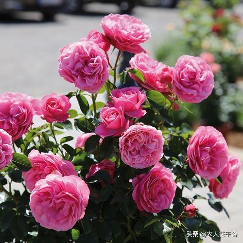 vents月季花品种介绍及图片:能不能推荐一种勤花多季、有香味的爬藤月季？
