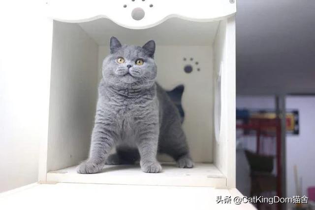 曼赤肯猫难养嘛:想养一只蓝猫，初次养，没有任何经验，好养吗？