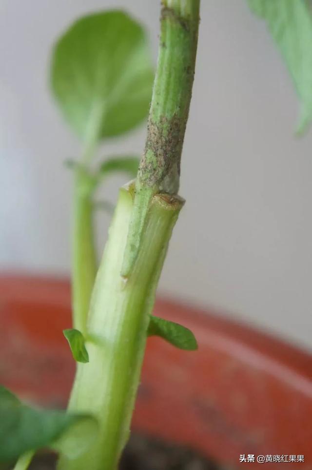 珍珠番茄的繁殖方式:黑珍珠番茄如何在家盆栽种植？