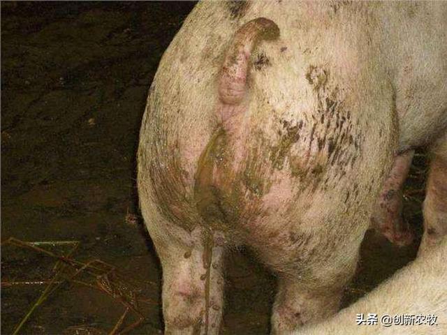 猪拉稀的原因文章:猪拉稀，同时猪粪是铁绣色，有可能是什么原因导致的？该怎么办？