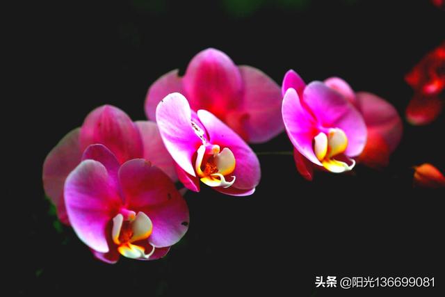 春天怎么拍花朵的照片？