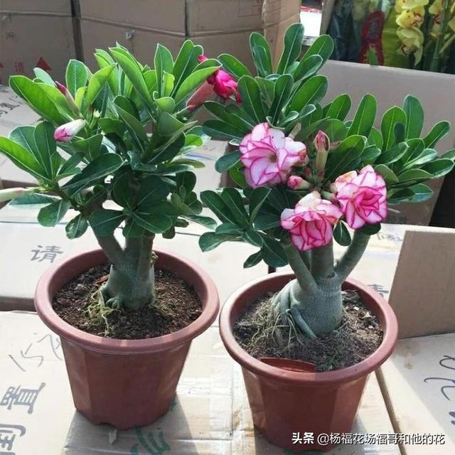 头条问答 沙漠玫瑰换盆方法是什么 养花匠小齐的回答 0赞