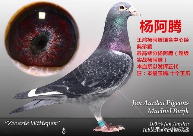 信鸽眼砂重要吗:鸽子翅膀颤抖的爆发力强吗？