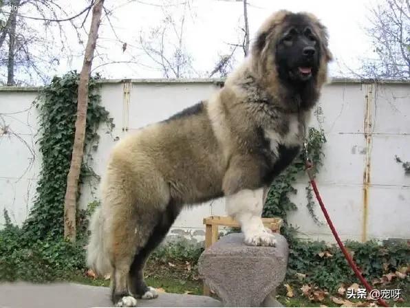 马士提夫獒犬:世界上最强壮的10种狗，你知道几种？