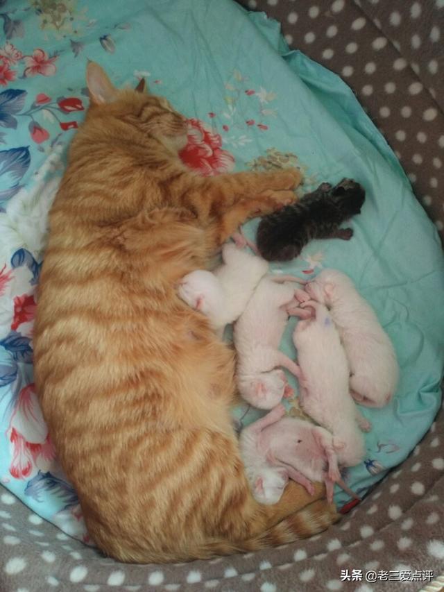 索马里猫为什么难饲养:为什么很多人领养猫的时候都不要成年猫？