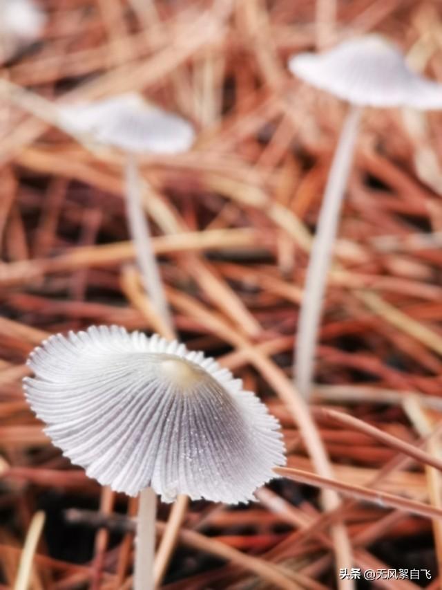 手机拍照时应该怎样正确持机，可以保证拍摄清晰，稳定