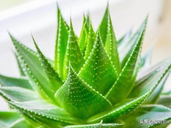 室内净化空气的植物:哪些植物可以净化室内空气？