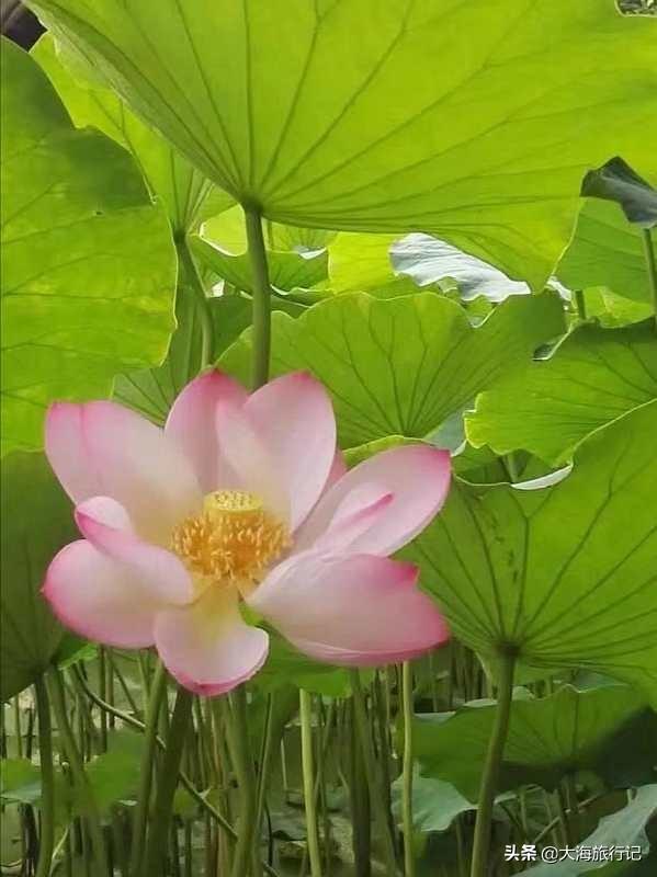 《小兵张嘎》中的荷花湾是个什么样的地方？