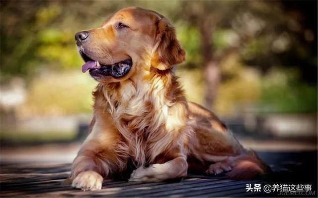 金毛犬有什么缺点？插图14