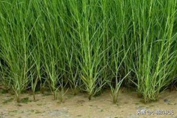 中国冠毛:盘点中国八大外来入侵物种？