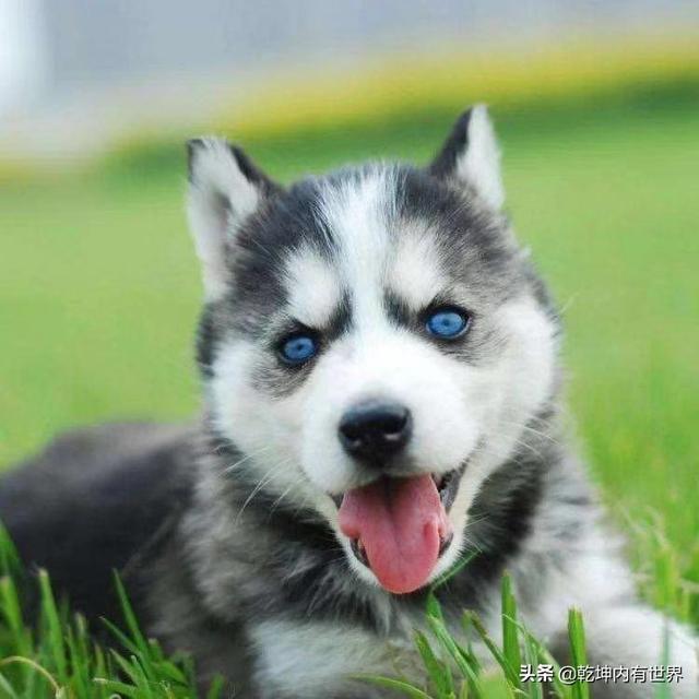 哈士奇幼犬视频2个月大:两个月大哈士奇老睡觉怎么回事？