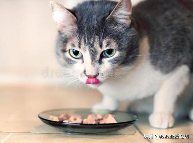 给英短吃的猫饭:英国短毛猫最喜欢吃什么？