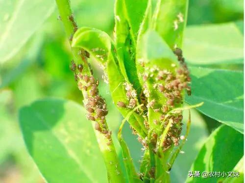 花生黑蚜虫怎么防治:花生大豆打虫用什么药好？