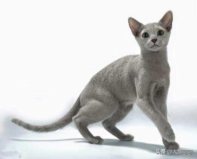 俄罗斯蓝猫胖了:为什么我家蓝猫三个月又长又瘦？