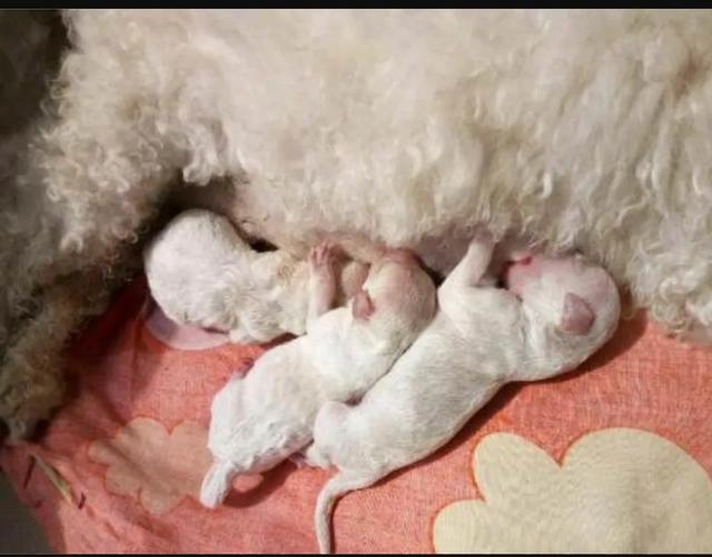 我做女犬的开心日子全下载:我们养狗，你们认为狗狗是开心的吗？
