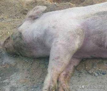 养猪疾病百科:夏季猪场常见病，应该如何防治？