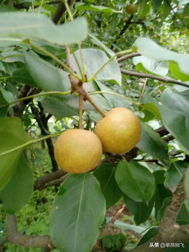 产品定位五步法，在自己家乡种植的农产品，有什么好办法推广出去