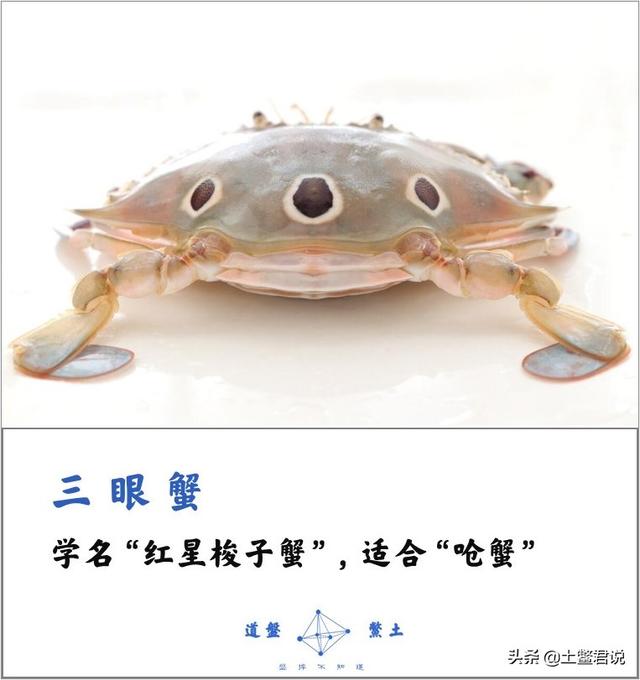 龙趸王:中国四个海哪个海里的海鲜好吃，为什么