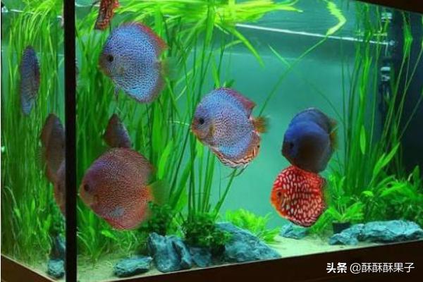 七彩鱼怎么养:七彩神仙鱼，真的需要每天换水吗？定期做检疫吗？怎样才能养好？