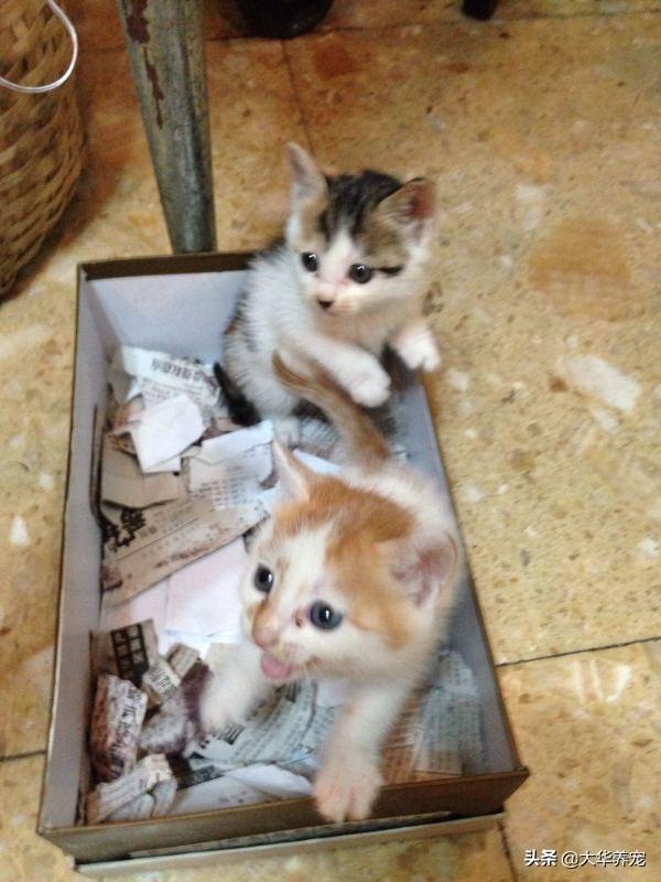 小野猫驯养手册在线:捡到只4个月左右的小猫，想家养，养之前需要做哪些处理？