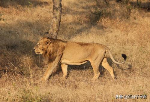 灭绝的动物大象鸟:狮子、老虎、猎豹以及狼是否会灭绝？ 灭绝的大象有哪些