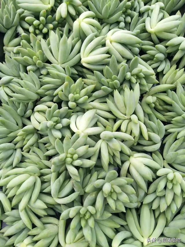 王玉珠帘多肉植物图片:这是什么品种的多肉植物？