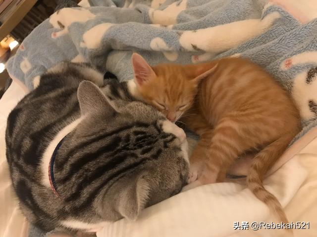 美短猫:第一次养猫，养美短还是橘猫？
