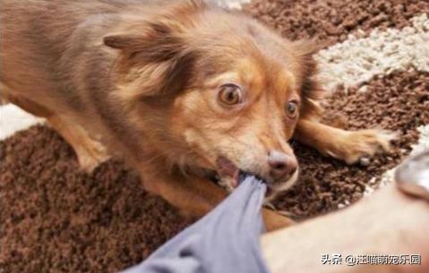 柯基幼犬喜欢咬东西:七个月的柯基为何会喜欢咬人？