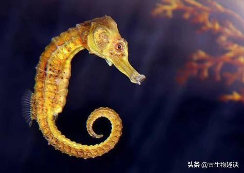 江湖网产品海龙鱼:海龙和海马的区别是什么？