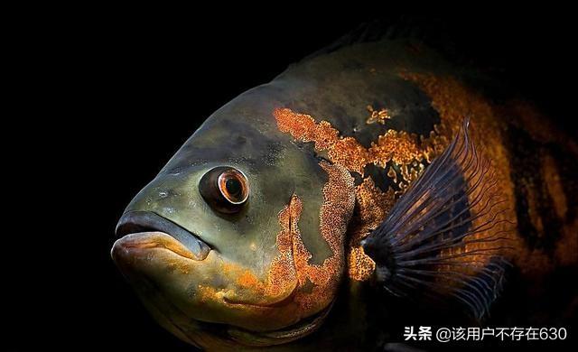 缸养地图鱼能长多大:120×65×30cm鱼缸养多少地图鱼好？