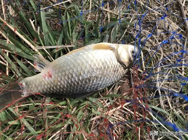 黄曼龙鱼身上长红斑:黄曼龙鱼身上有红色的痕迹 锦鲤鱼身上红块用呋喃西林泡食喂能好吗？