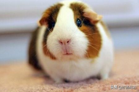 豚鼠养殖和管理:豚鼠养殖技术和饲养方法 荷兰猪怎么养？【小宠的秘密】？