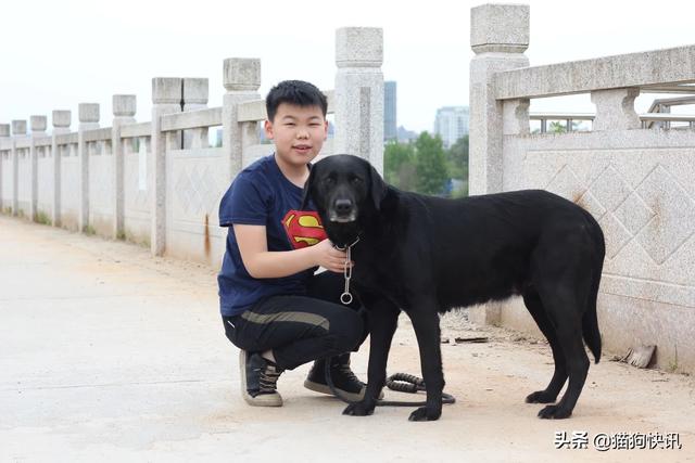 天津黑色德国牧羊犬:养黑色的狗狗，会有什么人家体会不到的快乐呢？