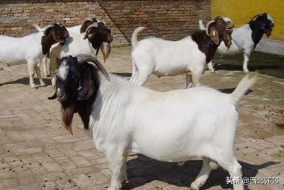 我们这里山清水秀,牧草丰美想养羊,有什么好的品种？哪里能买到？