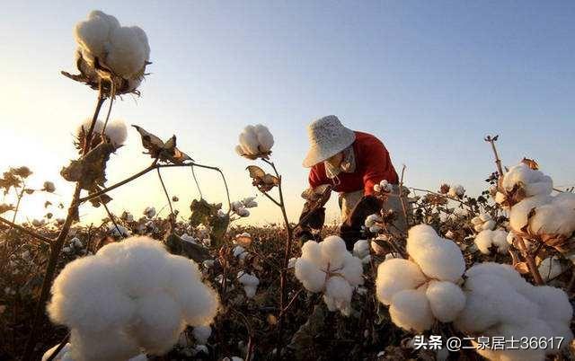 棉花蚜虫:想学种植棉花，多了解一下施肥的知识，如何进行叶面施肥？