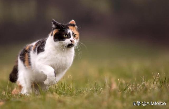 搞笑宠物猫名字大全:猫咪的几个搞笑排行，大家多多补充哈！