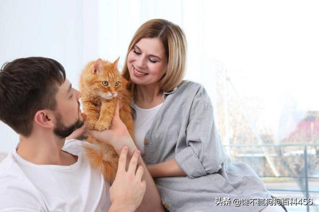 素力高海藻粉对猫咪的作用:哪些猫咪生活不能自理，流浪就无法生存？