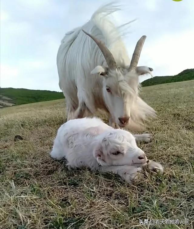 养玉三年玉养人一生是哪种玉,男护心养心适合带什么玉？