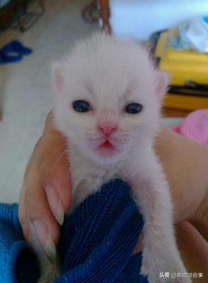 一只没有骨头的小猫咪:刚出生的小猫（一只）没有了妈妈，该怎样把它养活？