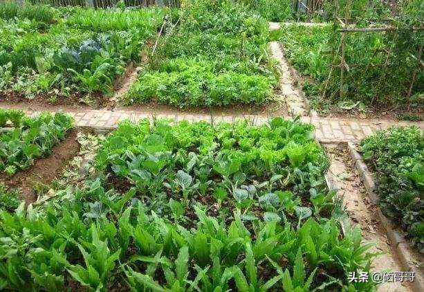 头条问答 小菜园里种的蔬菜生虫子 有不用打农药就能杀死虫子的办法吗 15个回答