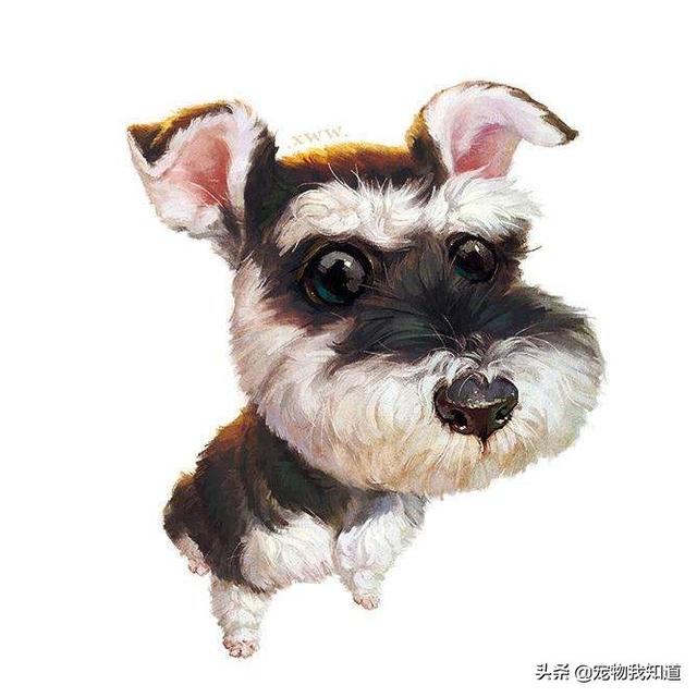 波士顿梗犬的缺点:雪纳瑞怎么样，缺点多不多？