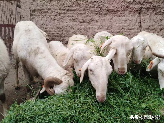紫花苜蓿草喂鸡:农村大力发展养殖业，养猪牛羊，鸡鸭鹅，养哪种家禽致富最快？