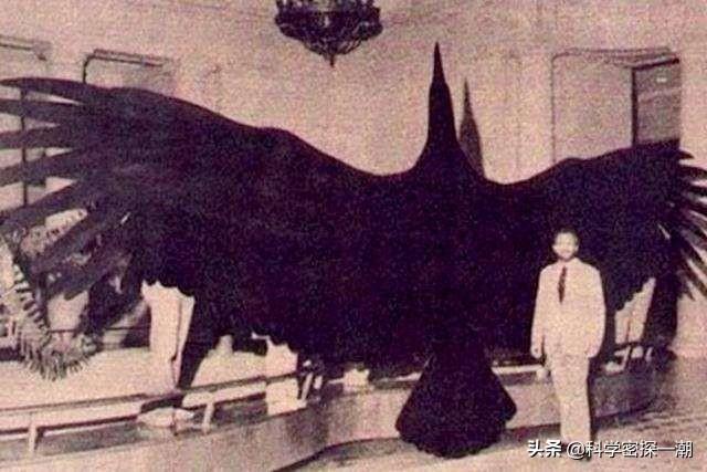 哈斯特鹰:天空飞行的鸟类最大的是什么？有多大？
