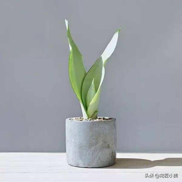 白玉是什么颜色,白玉虎皮兰为什么会呈绿色？