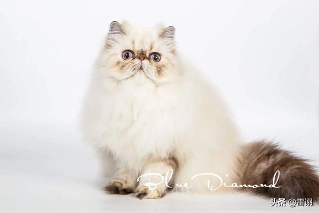 喜马拉雅种猫:喜马拉雅猫和美短猫哪个好？